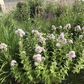 Showtuin Aartselaar Campanula Echinacea Salvia Panicum Pennisetum Showtuin rreac04 Publiek Aartselaar Campanula Echinacea Salvia Panicum Pennisetum